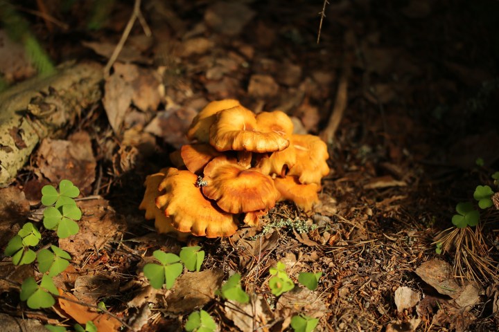 chanterelles1